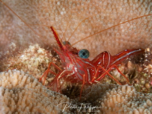 Hinge-beak shrimp by Pieter Firlefyn 